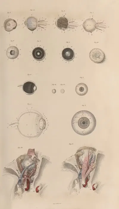 A system of anatomical plates of the human body Pl.084 by John Lizars, 1840 — digital art print download