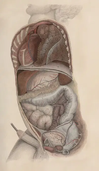A system of anatomical plates of the human body Pl.086 by John Lizars, 1840 — digital art print download