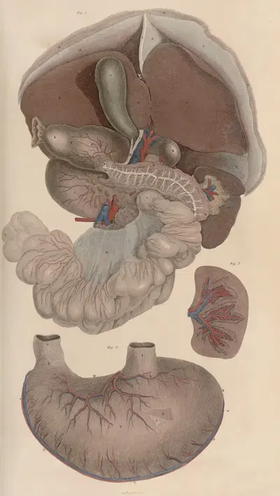 A system of anatomical plates of the human body Pl.088 by John Lizars, 1840 — digital art print download