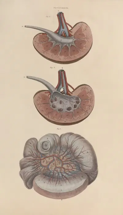 A system of anatomical plates of the human body Pl.091 by John Lizars, 1840 — digital art print download