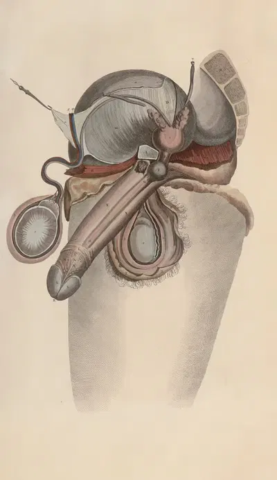 A system of anatomical plates of the human body Pl.092 by John Lizars, 1840 — digital art print download
