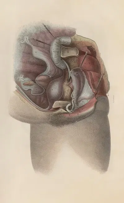 A system of anatomical plates of the human body Pl.096 by John Lizars, 1840 — digital art print download