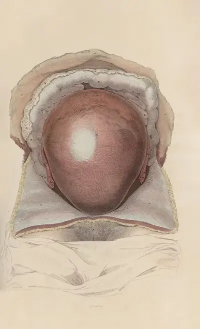 A system of anatomical plates of the human body Pl.098 by John Lizars, 1840 — digital art print download