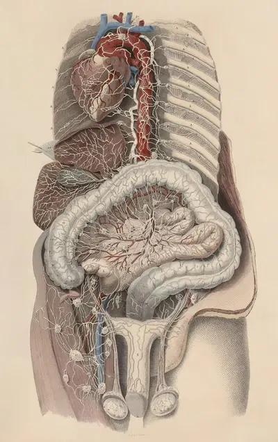 A system of anatomical plates of the human body Pl.101 by John Lizars, 1840 — digital art print download