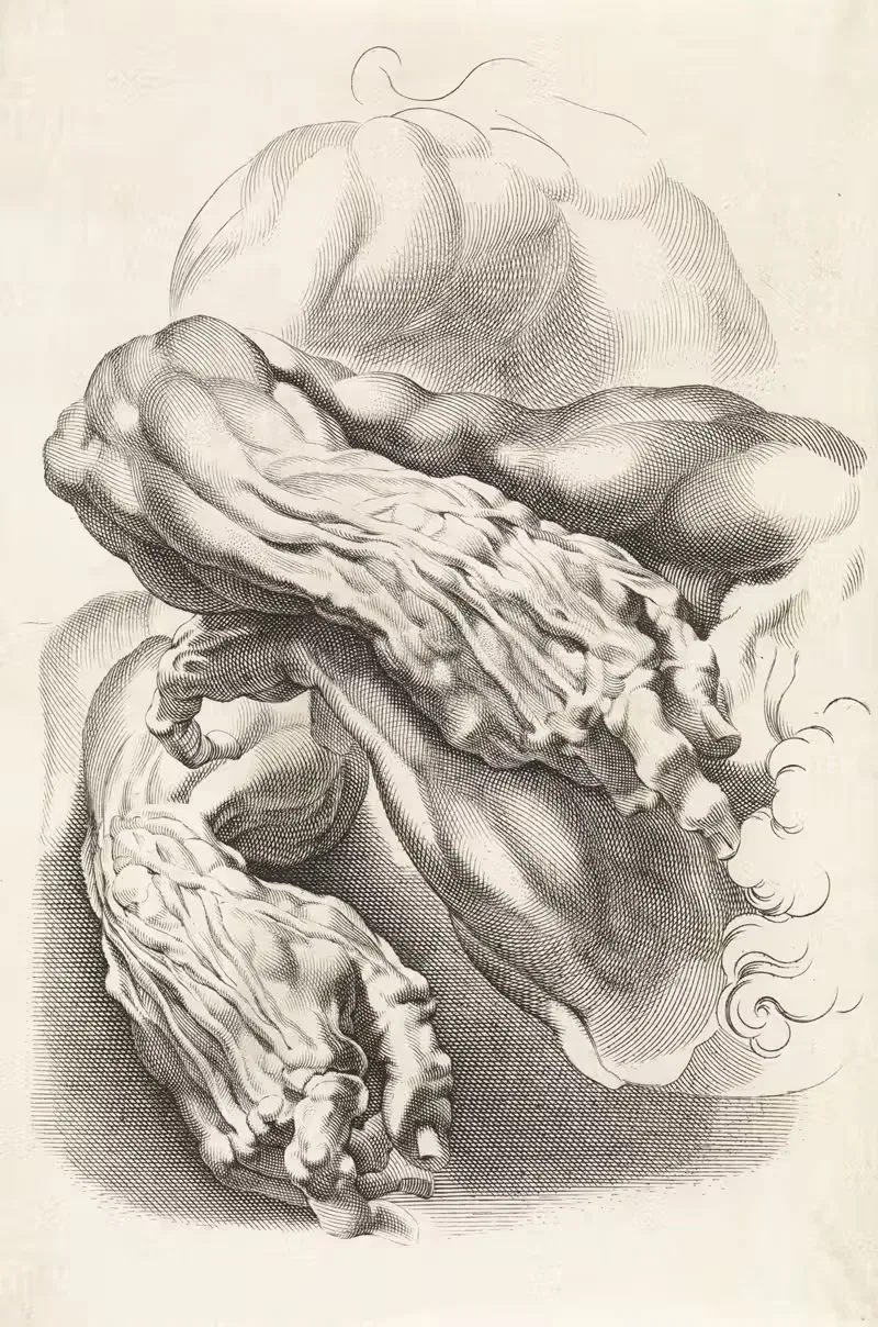 Anatomical studies of arms — Paulus Pontius