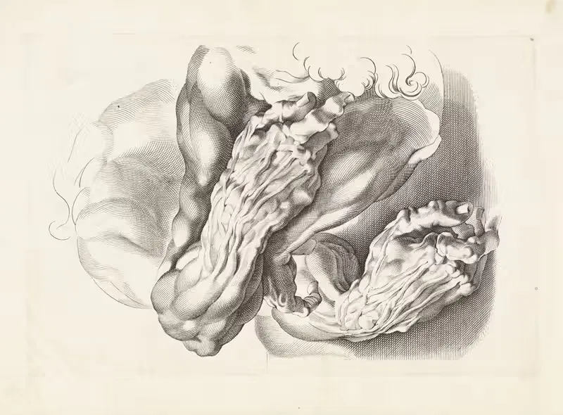 Anatomical studies of arms — Paulus Pontius