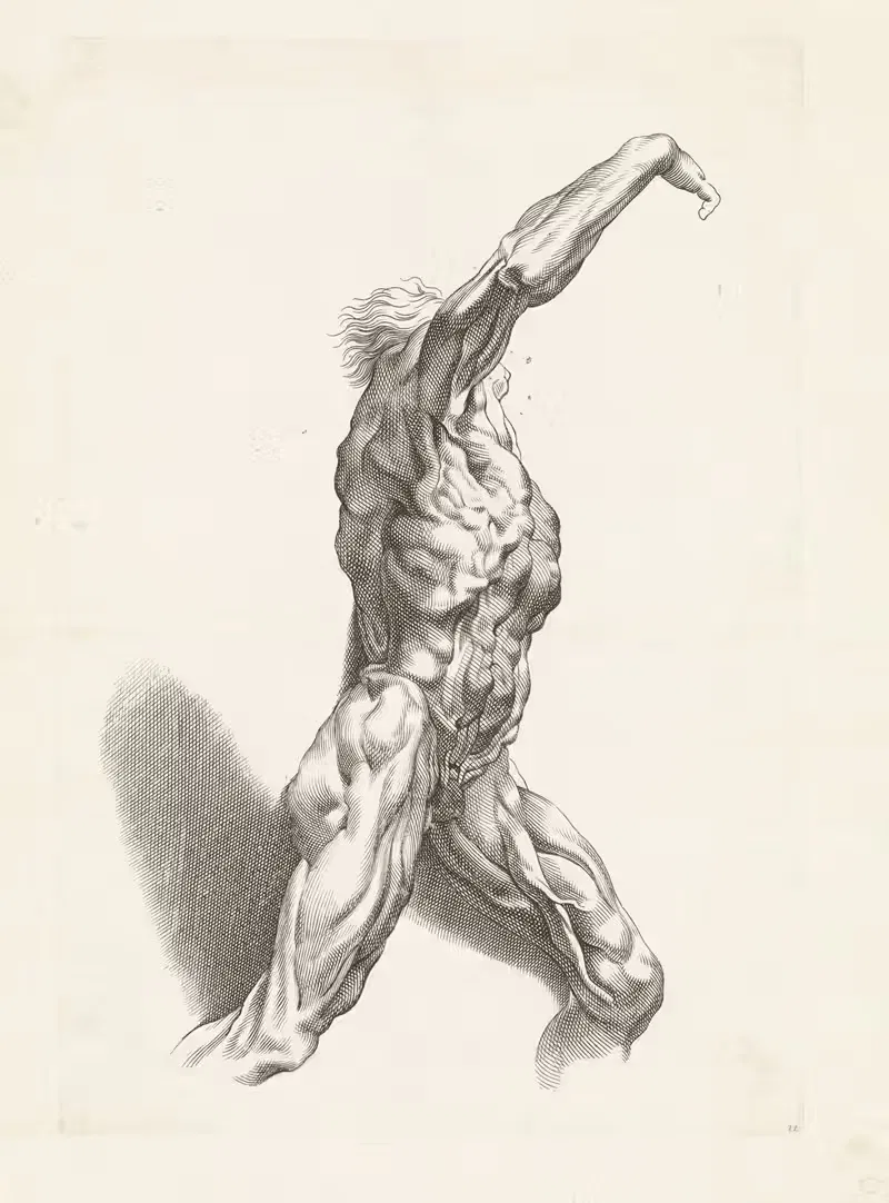 Анатомическое исследование мужчины by Паулюс Понтий, 1616 - 1657 — digital art print download