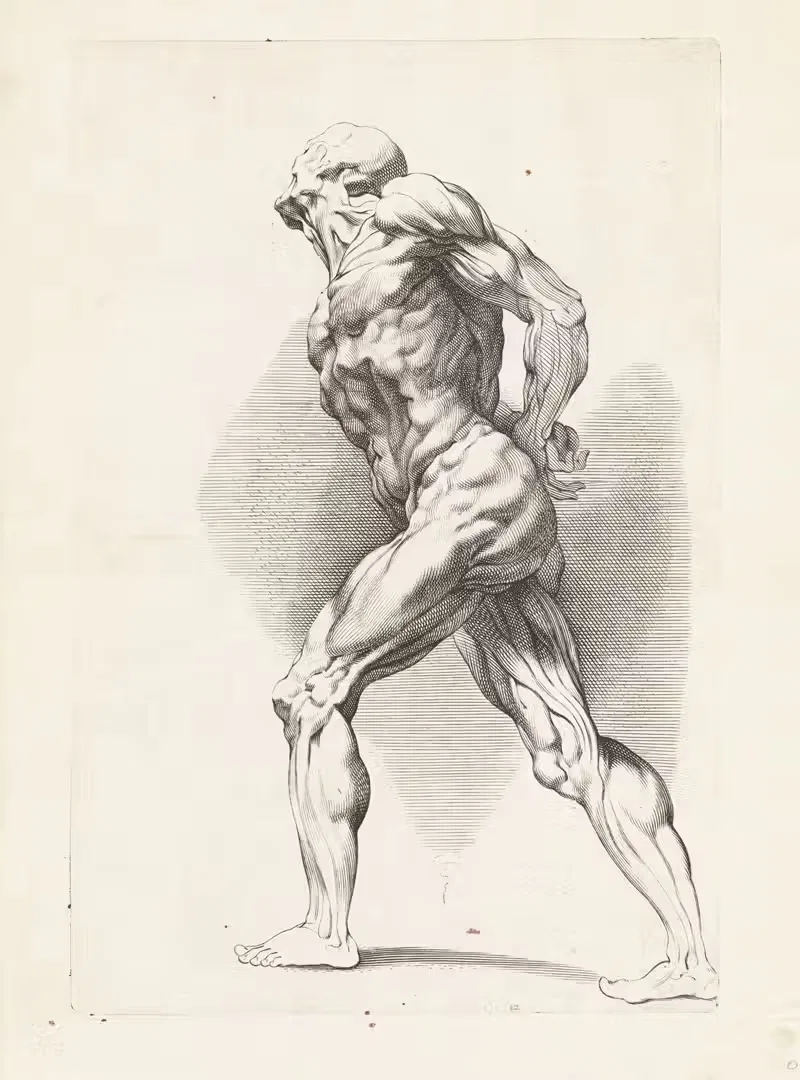 Анатомическое исследование стоящего человека by Паулюс Понтий, 1616 - 1657 — digital art print download