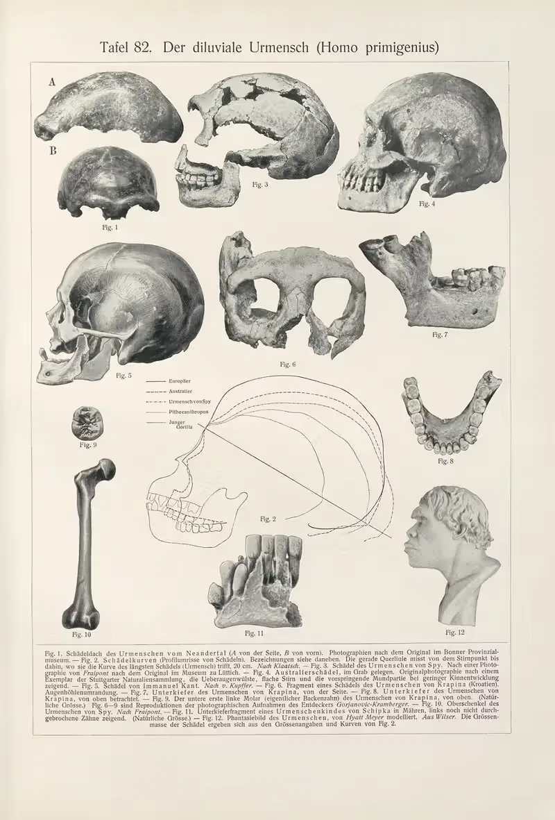 Der diluviale Urmensch (Homo primigenius) — Konrad Guenther