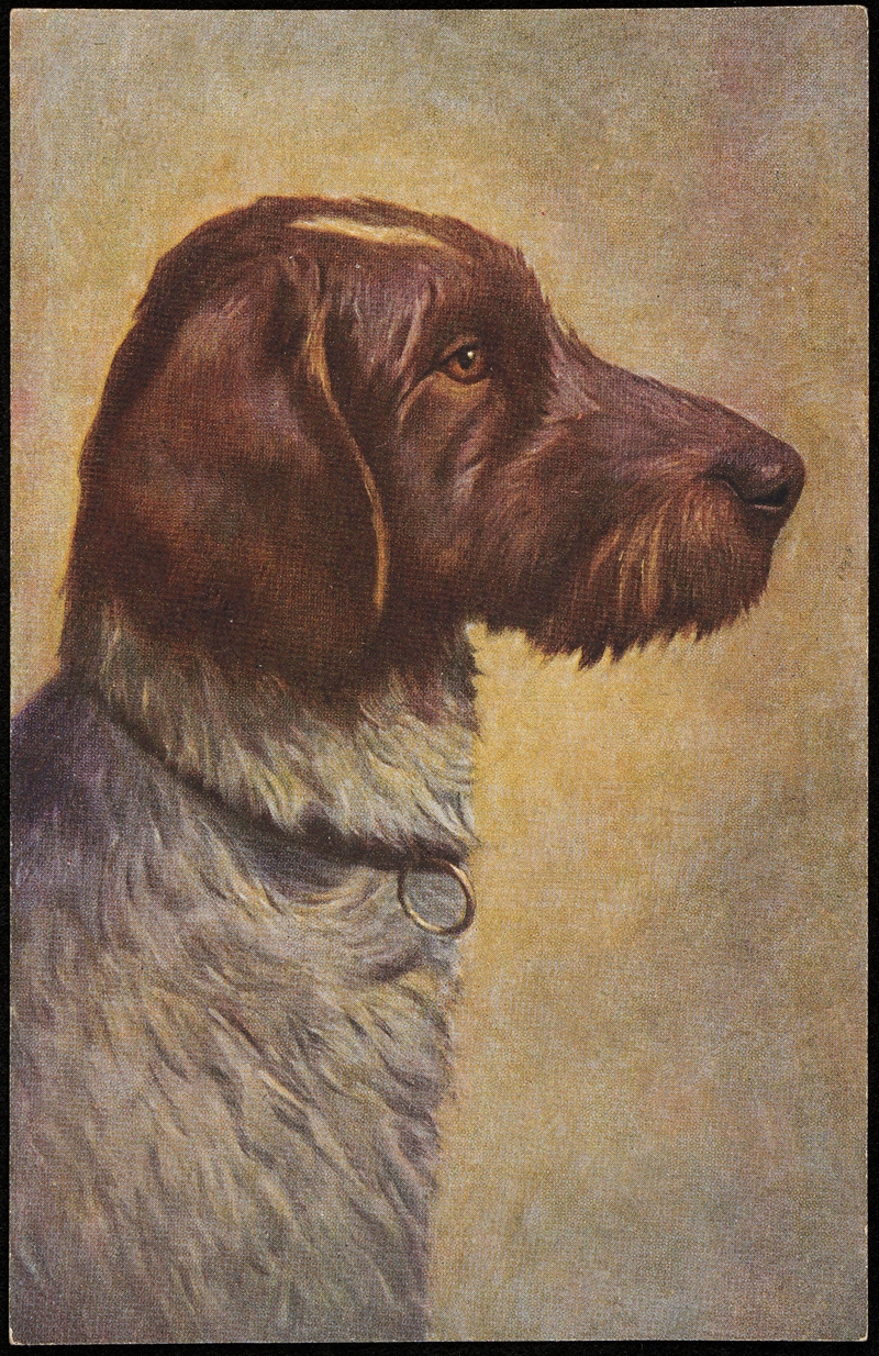 German Pointer by O.G.Z.-L — digital art print download
