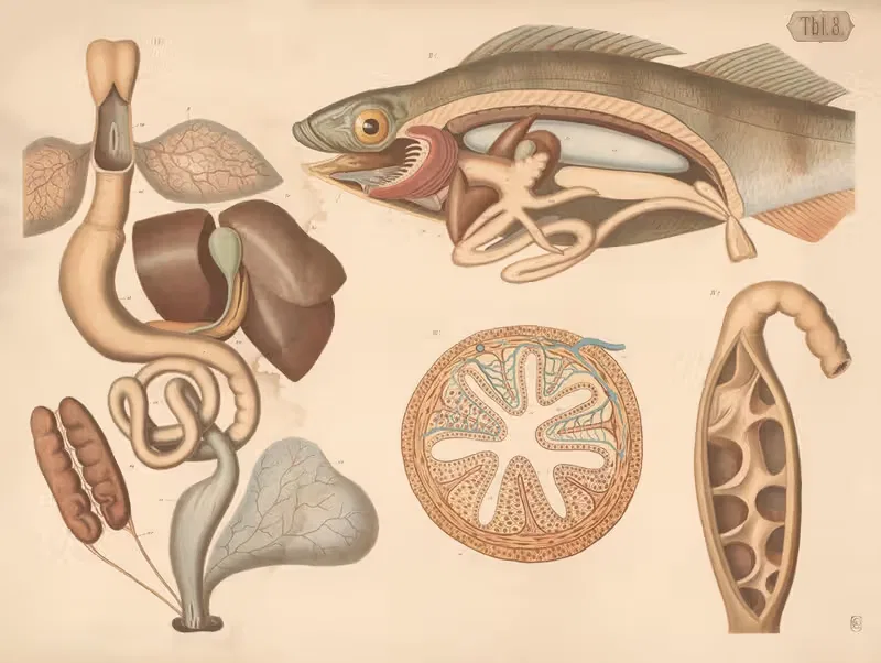 Digestive organs from frog and perch by A. Brass, 1882 — digital art print download