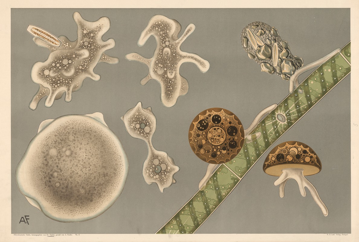 Rodbakterier (Rhizopoder) by Karl Ludwig Alfred Fiedler, 1910 — digital art print download