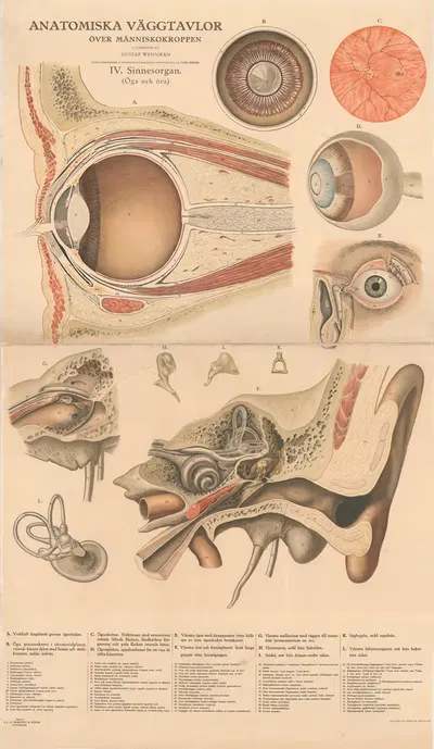The sensory organs by Gustav Wennmann, 1920 — digital art print download