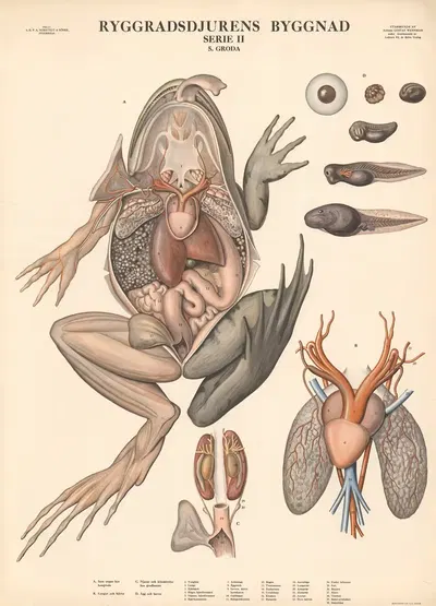 Frog by Gustav Wennmann, 1948 — digital art print download