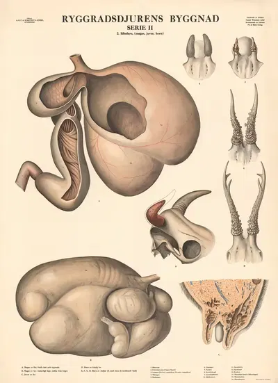 Ruminants. (stomach, udder, horns) by Gustav Wennmann, 1948 — digital art print download