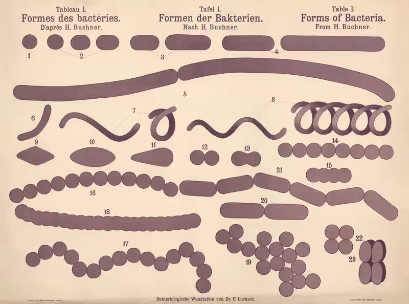 Forms of Bacteria by Hans Ernst August Buchner — digital art print download
