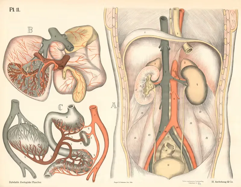 Удсондрингсорганерне by Петер Дибдал, 1881 — digital art print download
