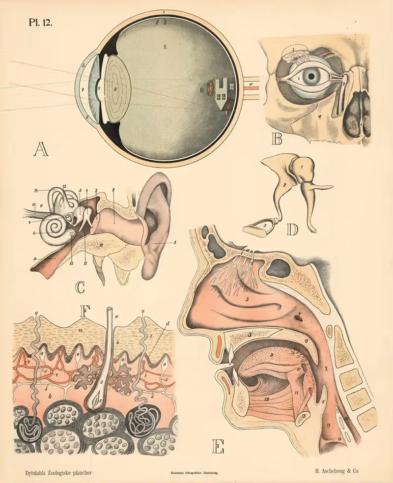 Mennesket. Sandseorganer — Peter Dybdahl