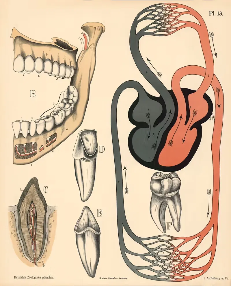 Pattedyr. Ideelt blodomløb by Peter Dybdahl, 1881 — digital art print download