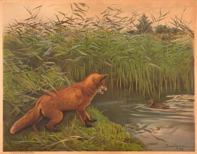 Лиса и утка by Бруно Лильефорс, 1897 — digital art print download