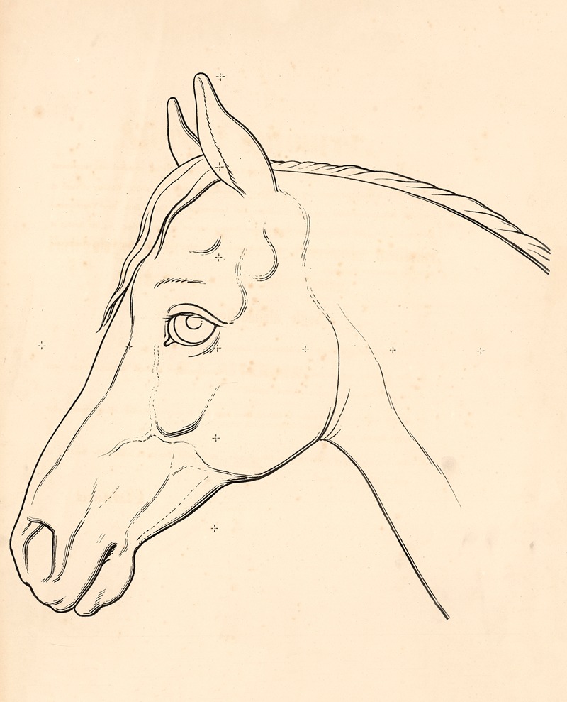 Horse head by Carl Ludvig Petersen, 1863 — digital art print download