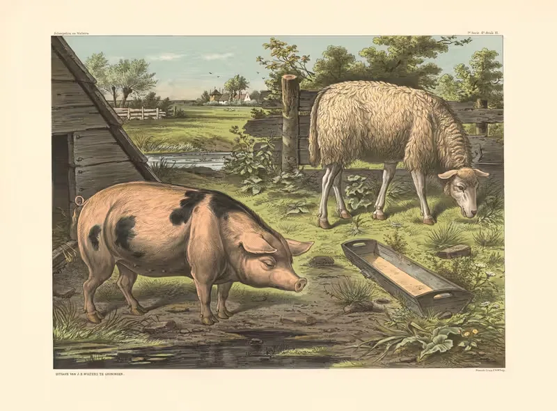 Pig and Sheep by H. Scheepstra & W. Walstra, 1910 — digital art print download