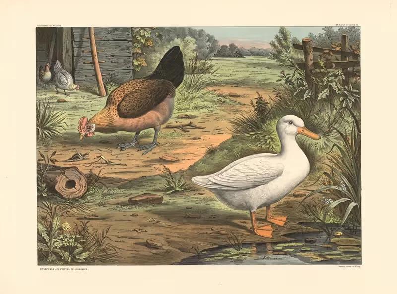 Duck and hen by H. Scheepstra & W. Walstra, 1910 — digital art print download