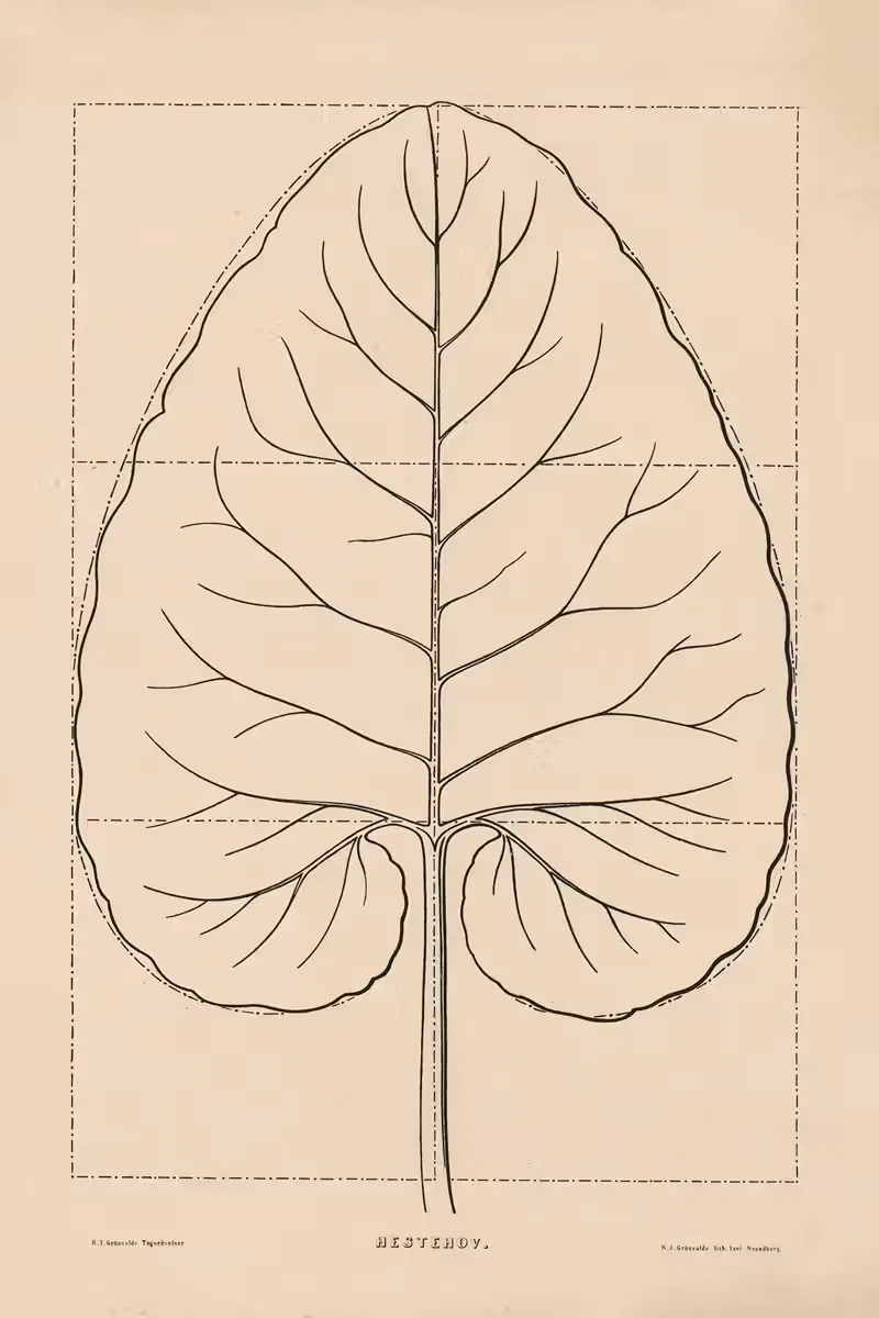 Horse chestnut (one leaf) by Søren Jacob Grønvald, 1880 — digital art print download