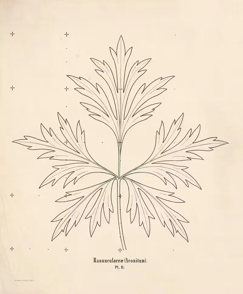 Лютики (Аконит) by Уильям Кляйн, 1863 — digital art print download