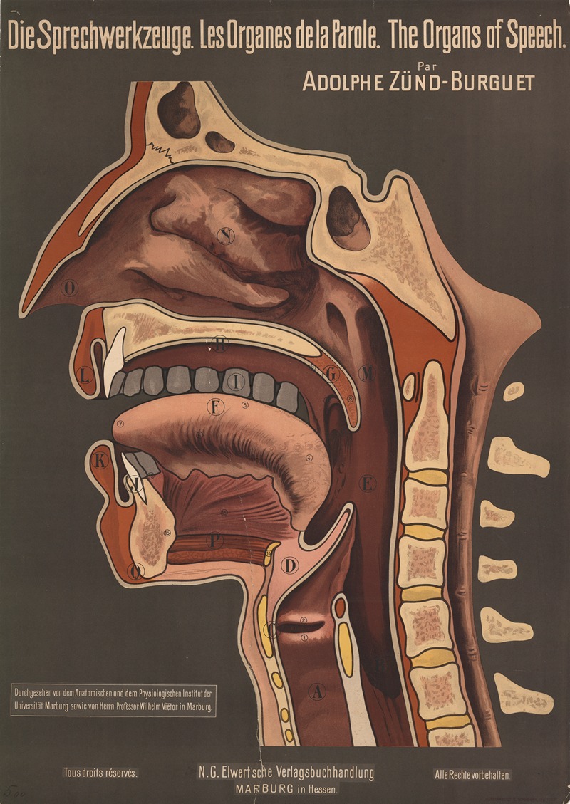 The Organs of Speech by Adolphe Zünd-Burguet, 1910 — digital art print download