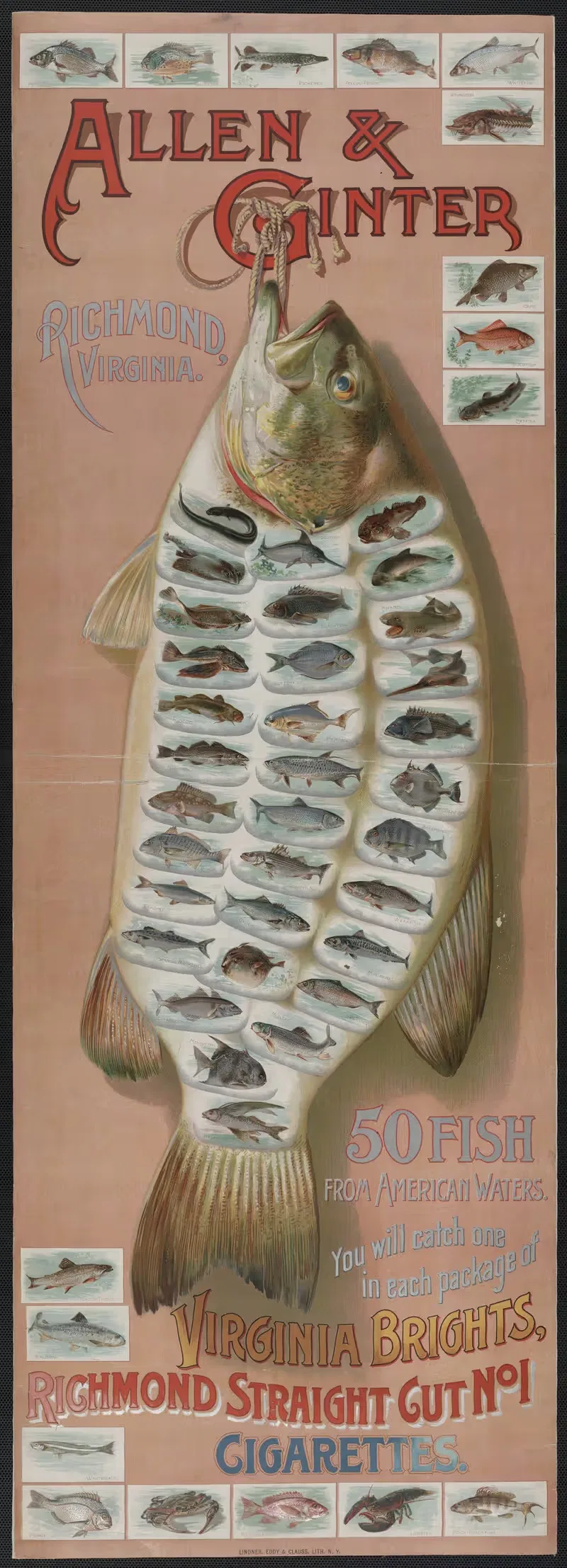 fish from American waters by Allen & Ginter — digital art print download