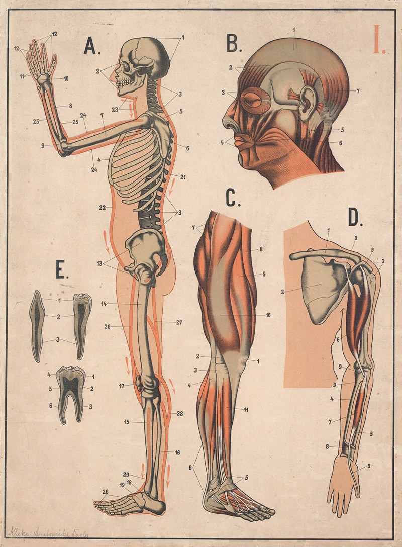 Skeleton and muscles by C.C. Meinhold & Söhne, 1890 — digital art print download
