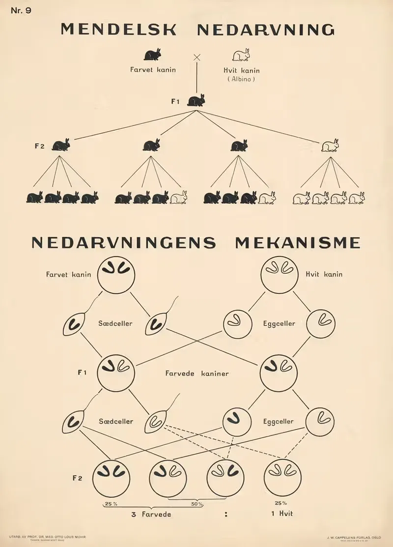 Законы наследования Менделя by Гуннар Скотт Рууд, 1937 — digital art print download