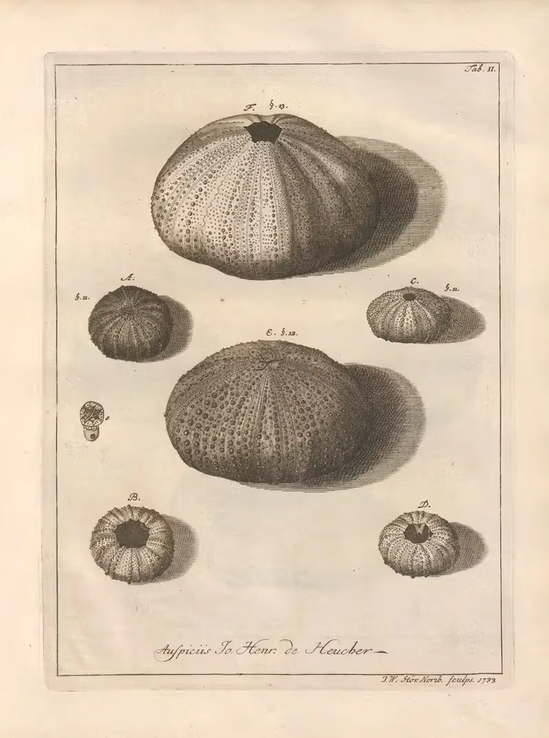 Естественное расположение иглокожих (Natural Arrangement of Echinoderms) пл. 02 by Якоб Теодор Кляйн, 1734 — digital art…
