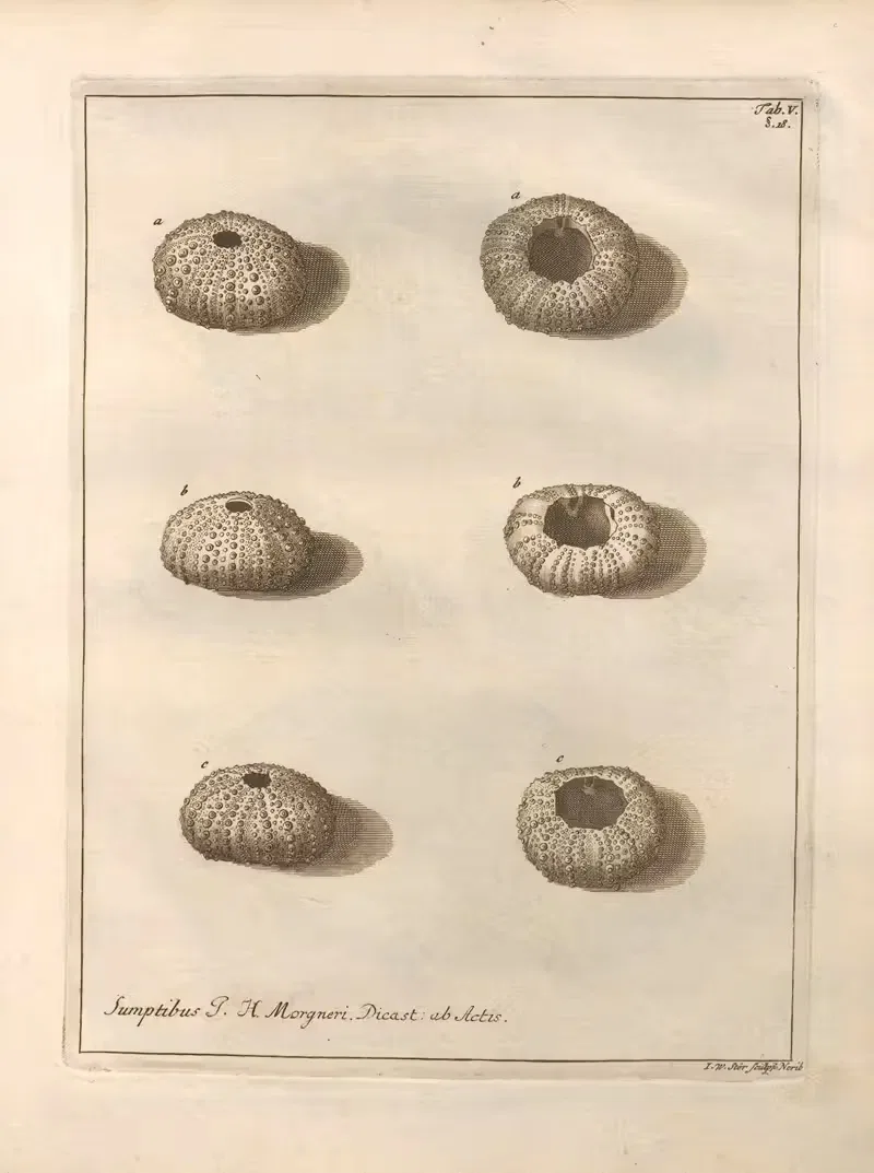 Натуральное расположение иглокожих (Natural Arrangement of Echinoderms) Пл.05 by Якоб Теодор Кляйн, 1734 — digital art…