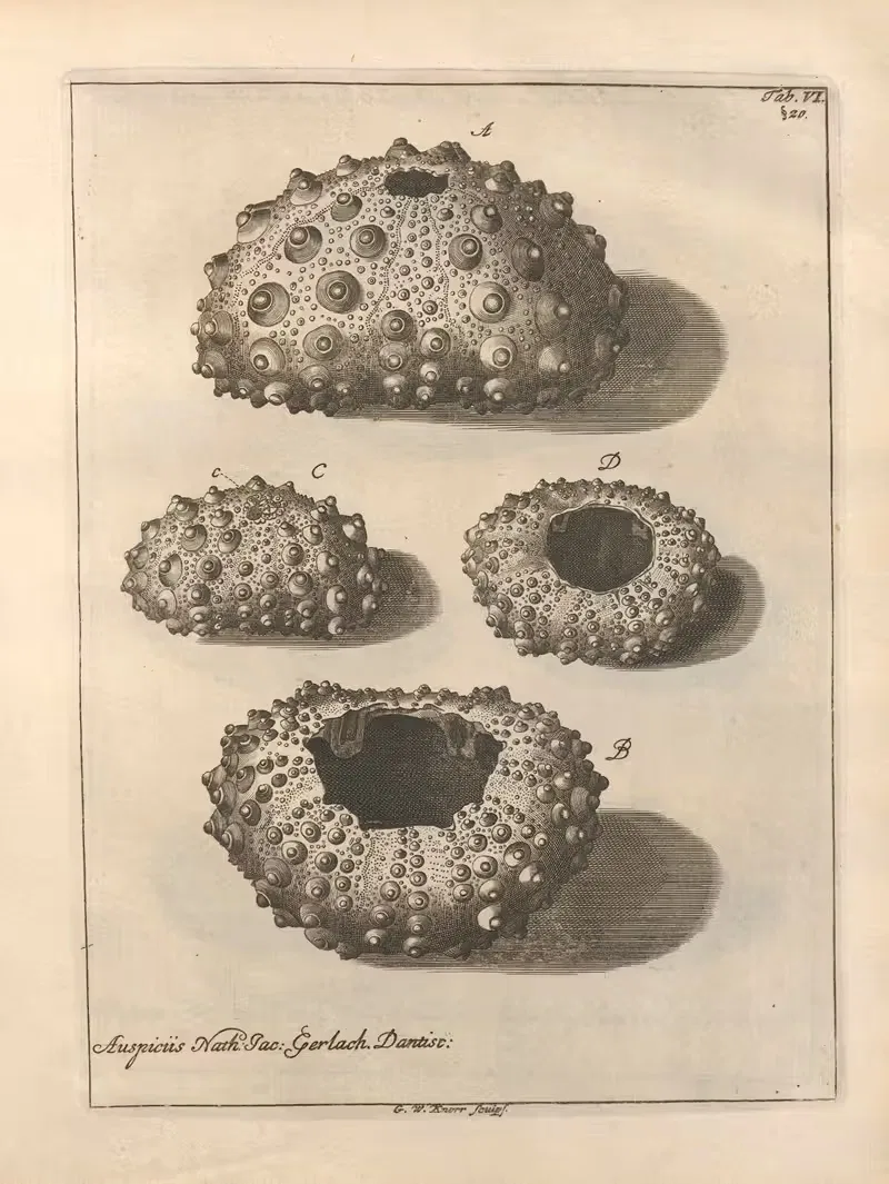 Натуральное расположение иглокожих (Natural Arrangement of Echinoderms) Пл.06 by Якоб Теодор Кляйн, 1734 — digital art…