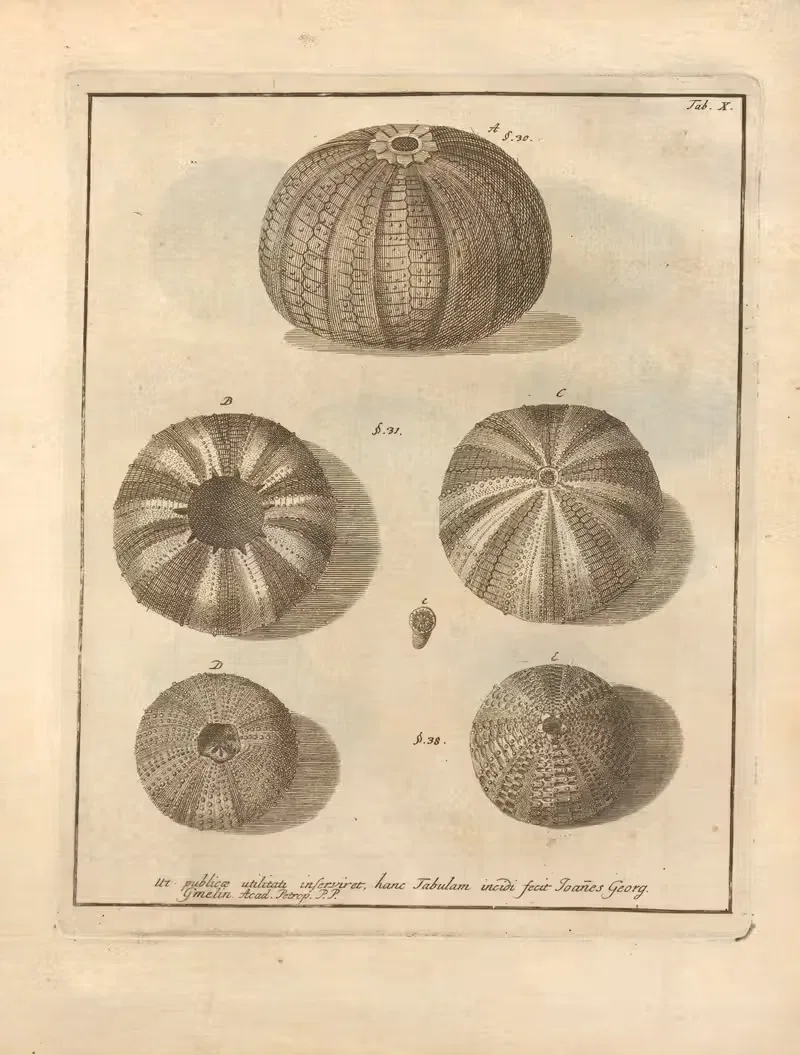 Naturalis Dispositio Echinodermatum (Natural Arrangement of Echinoderms) Pl.10 by Jacob Theodor Klein, 1734 — digital art…