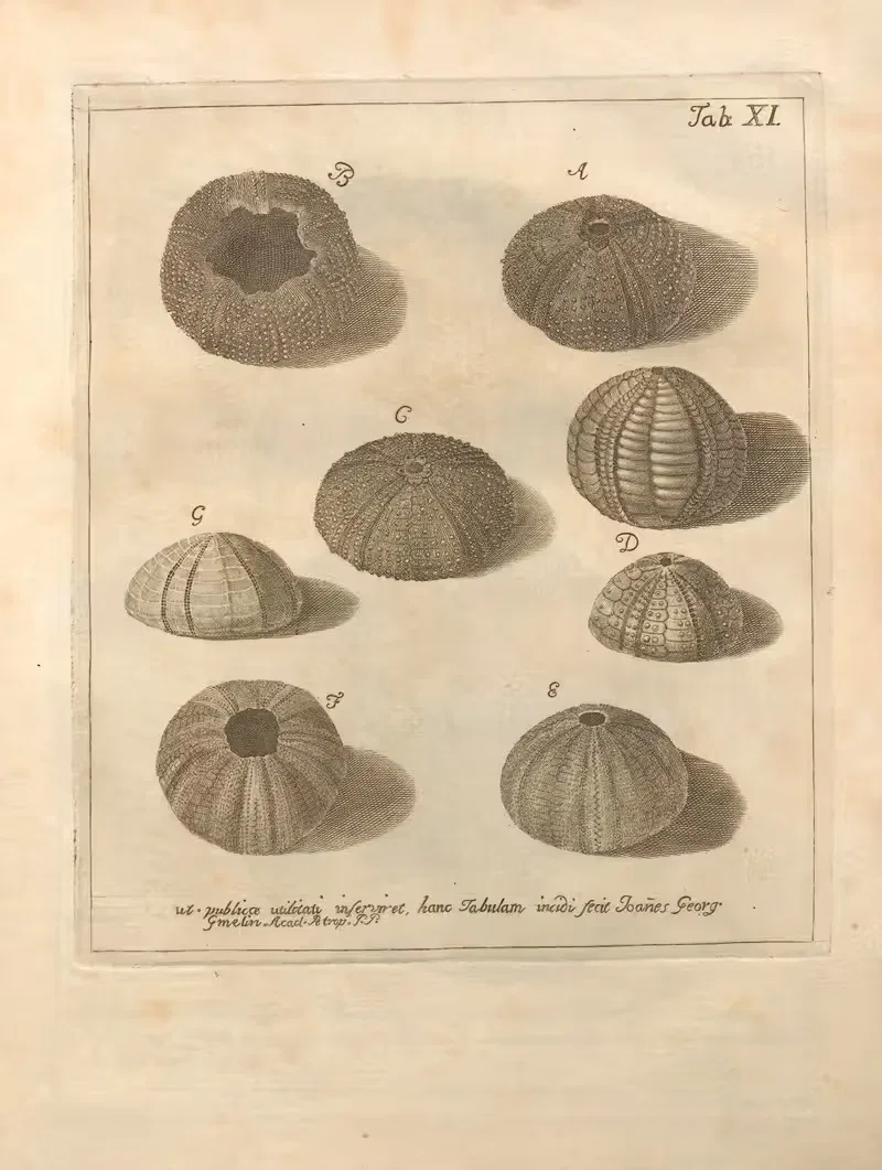 Естественное расположение иглокожих (Natural Arrangement of Echinoderms) Пл.11 by Якоб Теодор Кляйн, 1734 — digital art…