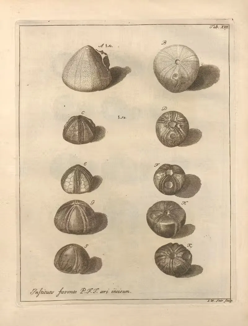 Натуральное расположение иглокожих (Natural Arrangement of Echinoderms) Пл.13 by Якоб Теодор Кляйн, 1734 — digital art…