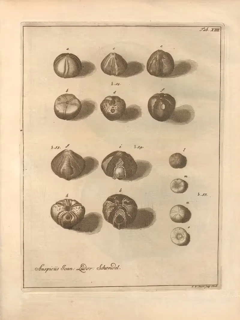 Натуральное расположение иглокожих (Natural Arrangement of Echinoderms) Пл.14 by Якоб Теодор Кляйн, 1734 — digital art…