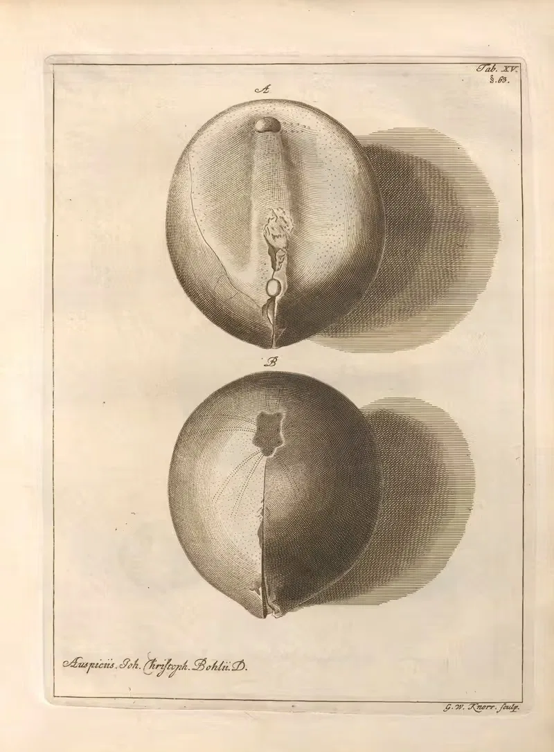 Натуральное расположение иглокожих (Natural Arrangement of Echinoderms) Пл.15 by Якоб Теодор Кляйн, 1734 — digital art…