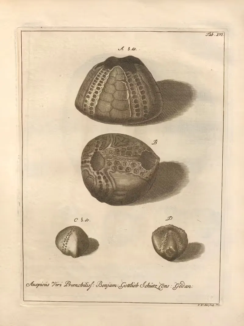 Натуральное расположение иглокожих (Natural Arrangement of Echinoderms) Пл.16 by Якоб Теодор Кляйн, 1734 — digital art…