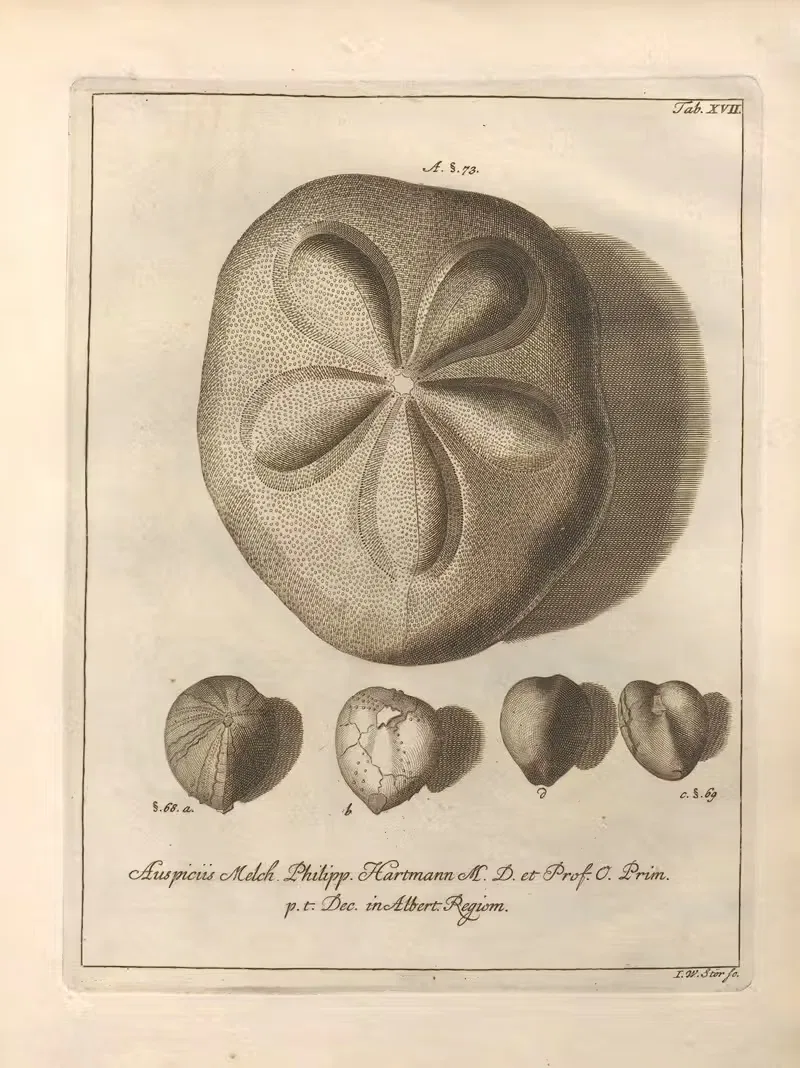 Натуральное расположение иглокожих (Natural Arrangement of Echinoderms) пл.17 by Якоб Теодор Кляйн, 1734 — digital art…