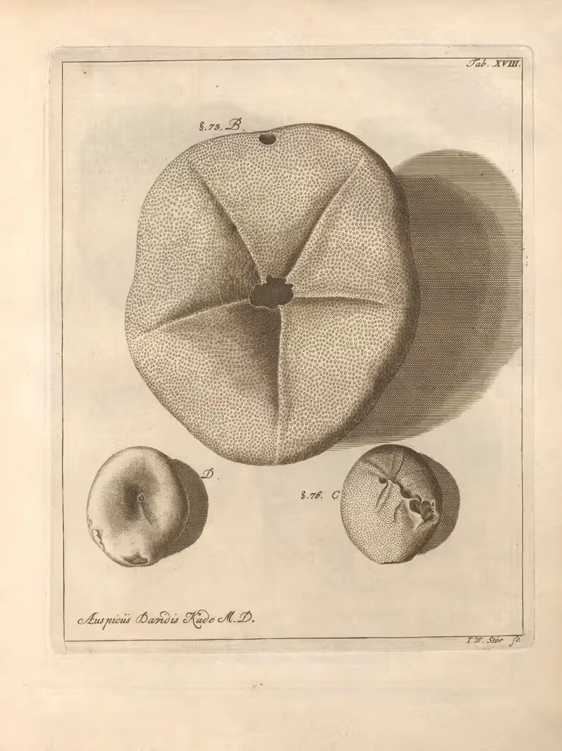 Натуральное расположение иглокожих (Natural Arrangement of Echinoderms) Пл.18 by Якоб Теодор Кляйн, 1734 — digital art…