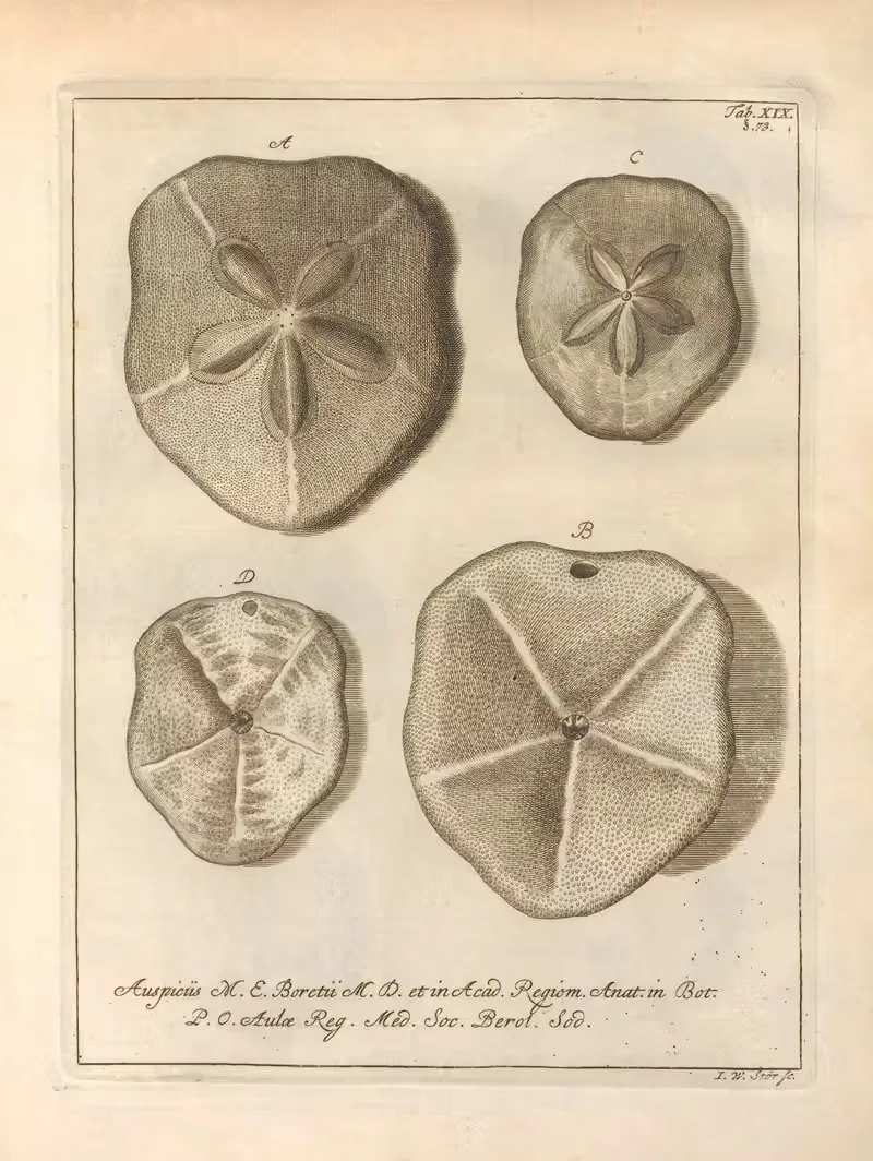 Натуральное расположение иглокожих (Natural Arrangement of Echinoderms) Pl.19 by Якоб Теодор Кляйн, 1734 — digital art…