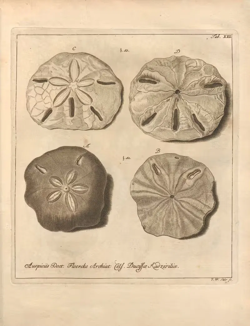 Естественное расположение иглокожих (Naturalis Dispositio Echinodermatum) Пл.21 by Якоб Теодор Кляйн, 1734 — digital art…