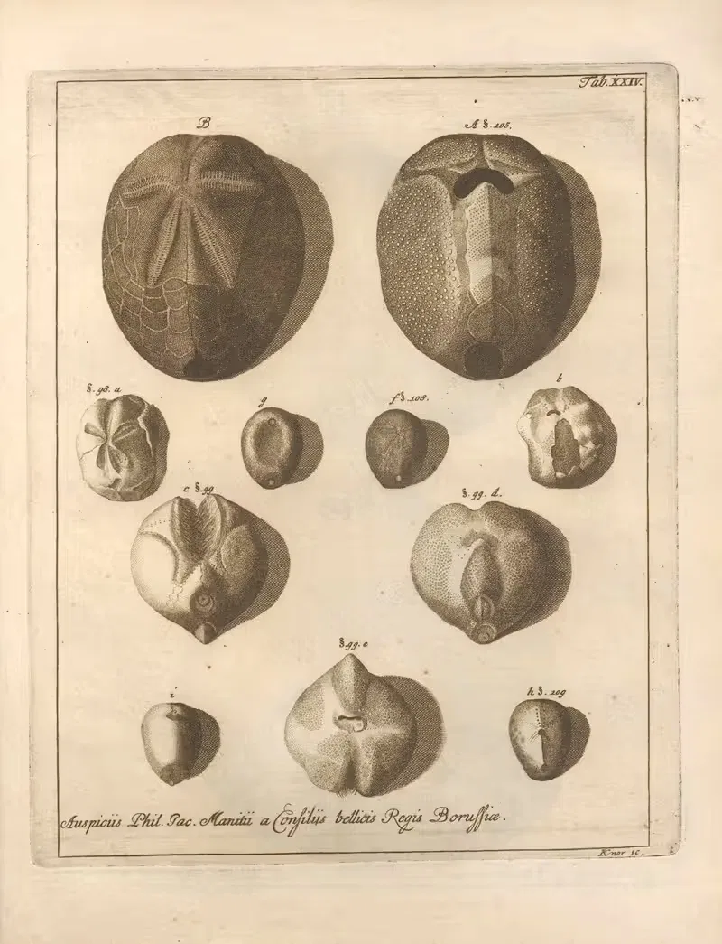 Натуральное расположение иглокожих Пл.25 by Якоб Теодор Кляйн, 1734 — digital art print download