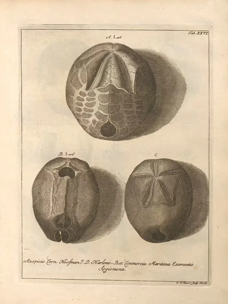 Естественное расположение иглокожих (Natural Arrangement of Echinoderms) Пл.27 by Якоб Теодор Кляйн, 1734 — digital art…