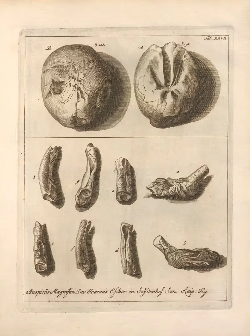 Натуральное расположение иглокожих (Natural Arrangement of Echinoderms) Пл.28 by Якоб Теодор Кляйн, 1734 — digital art…