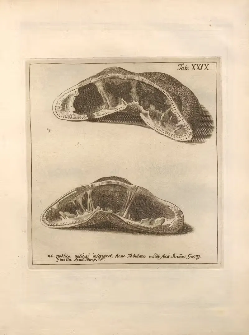 Натуральное расположение иглокожих (Natural Arrangement of Echinoderms) Пл.30 by Якоб Теодор Кляйн, 1734 — digital art…